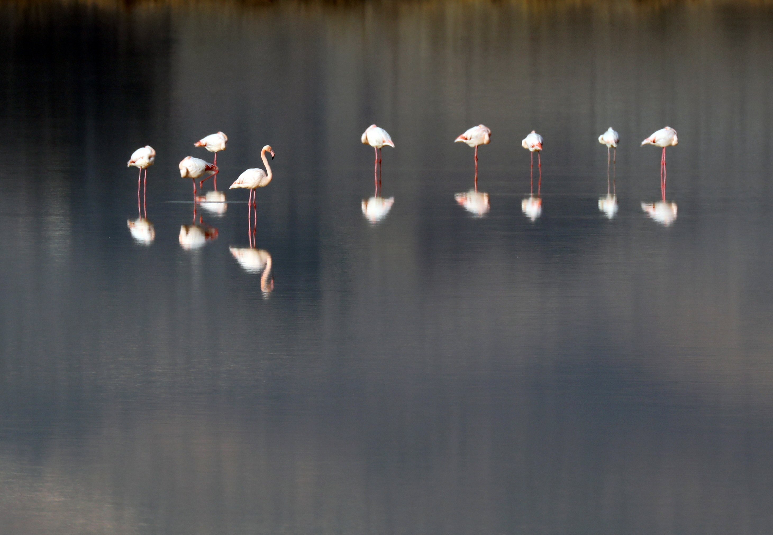 FLAMINGO