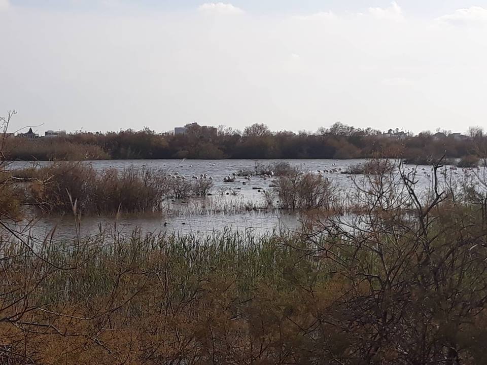 limnioroklini