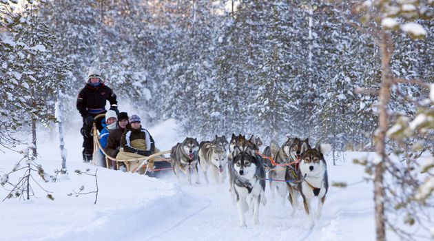 husky farm