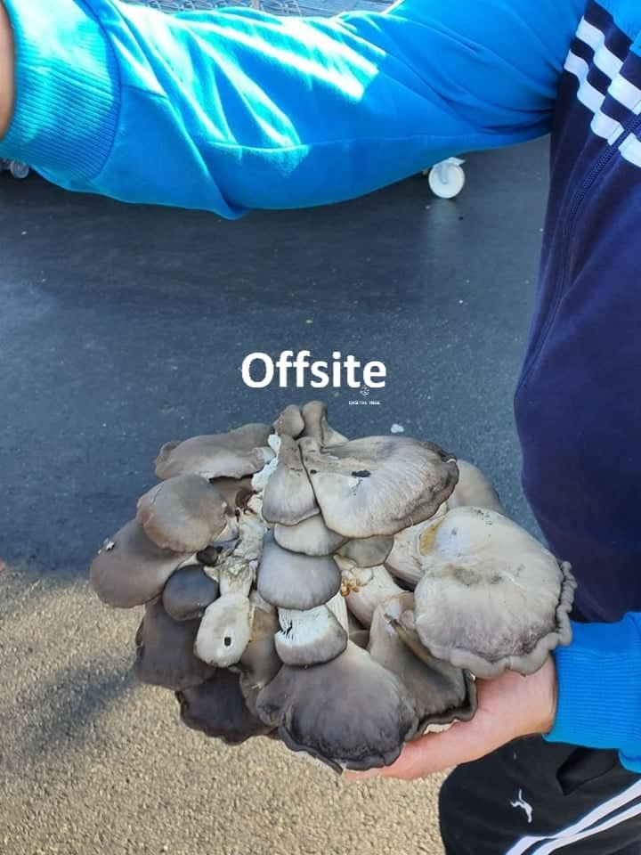 ΩΦΑΕΔΑςΔ