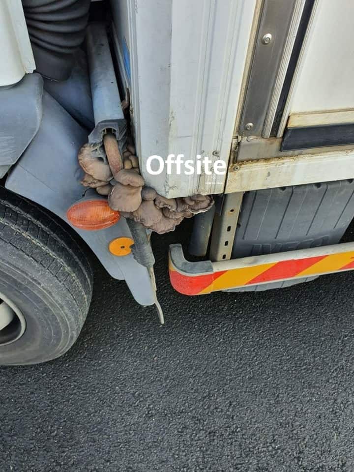 ΦΩΦΑΔΑΕς