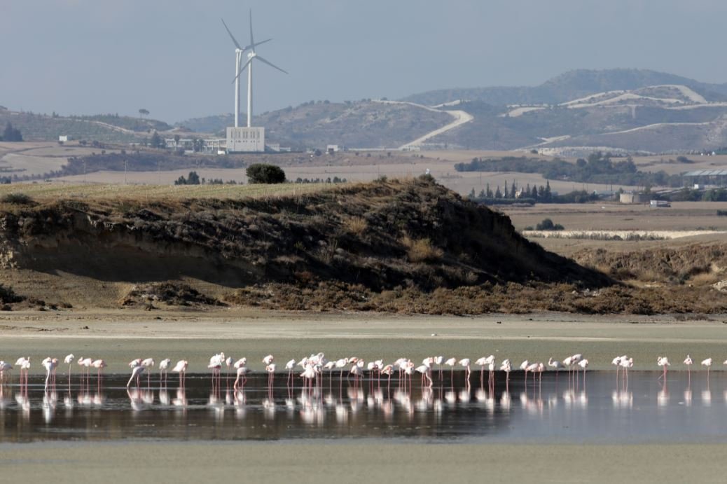 FLAMINGO