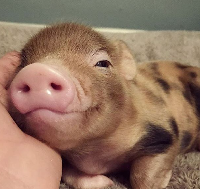 pig