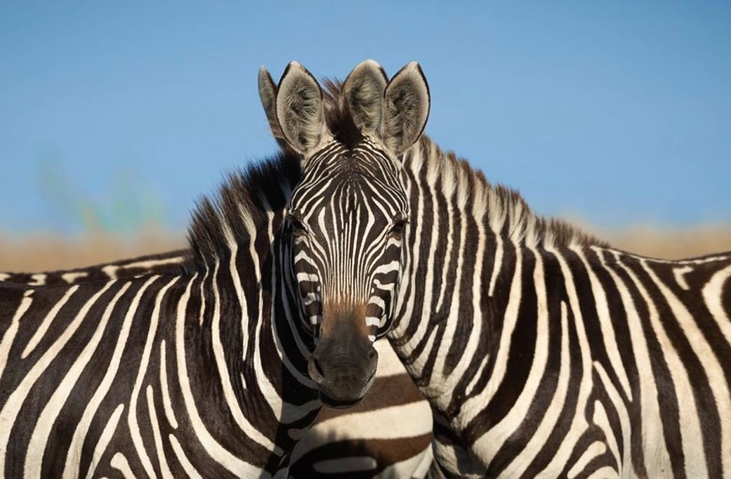 zebra
