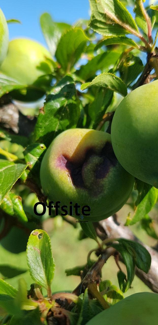 ς