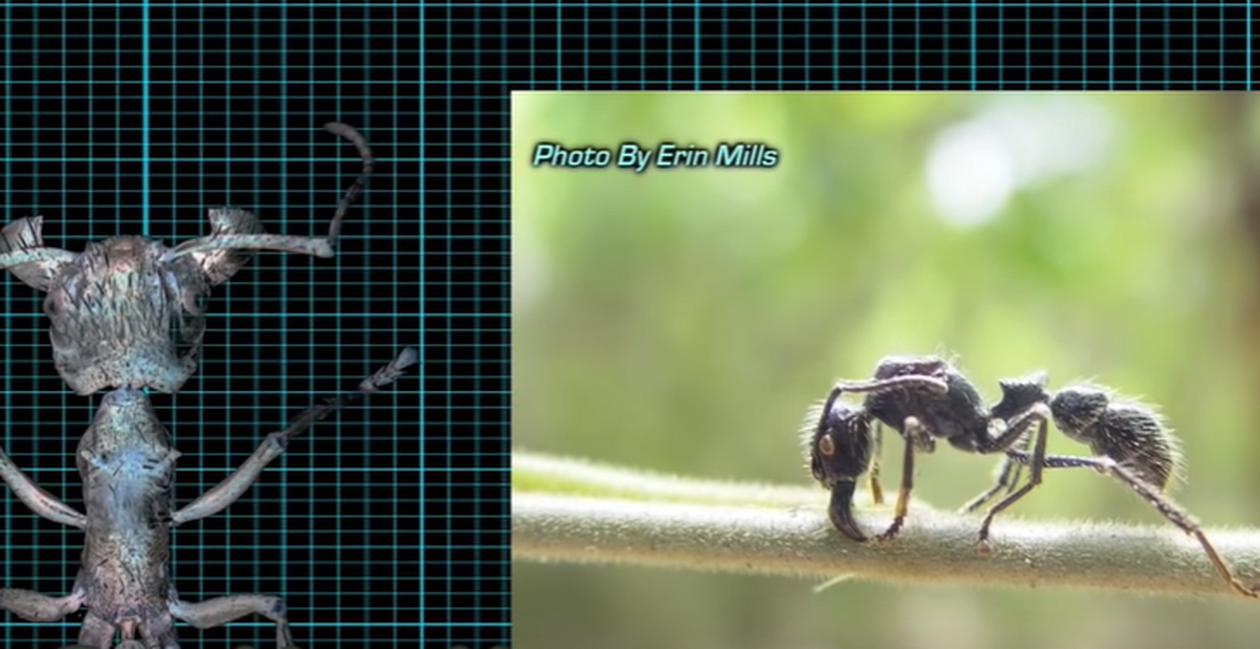 ants