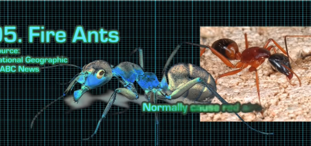 ants