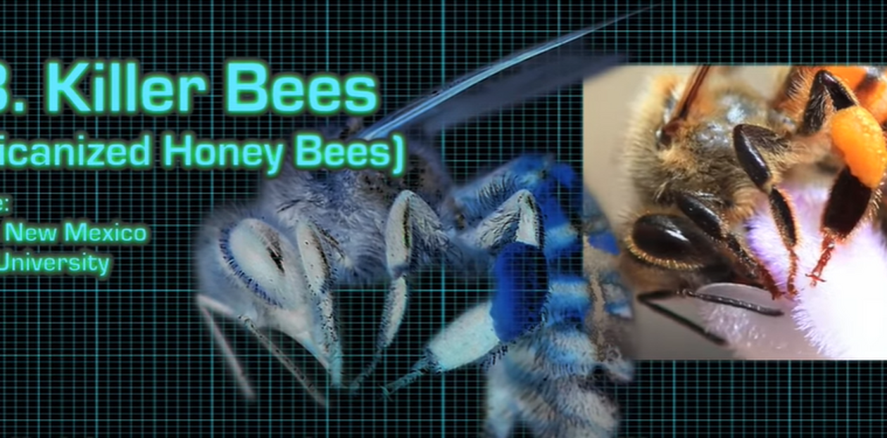 bees