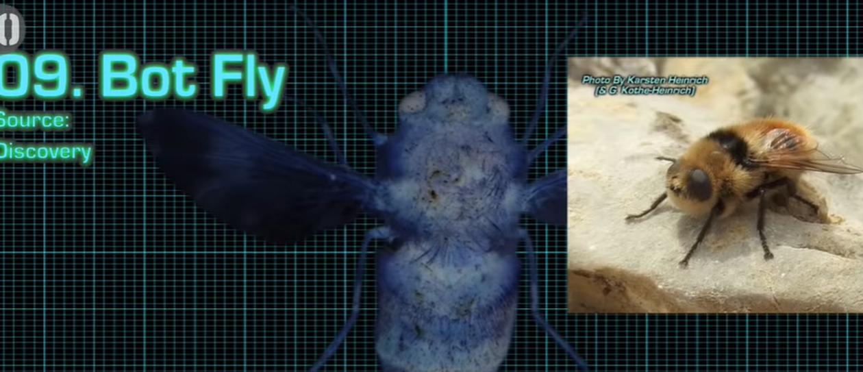 bot-fly