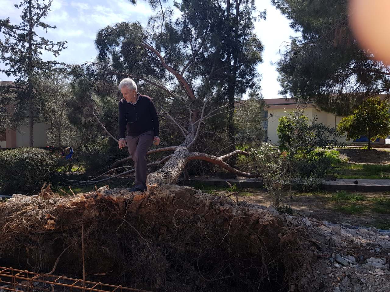 ΕΓΚΟΠΗ ΠΕΥΚΩΝ