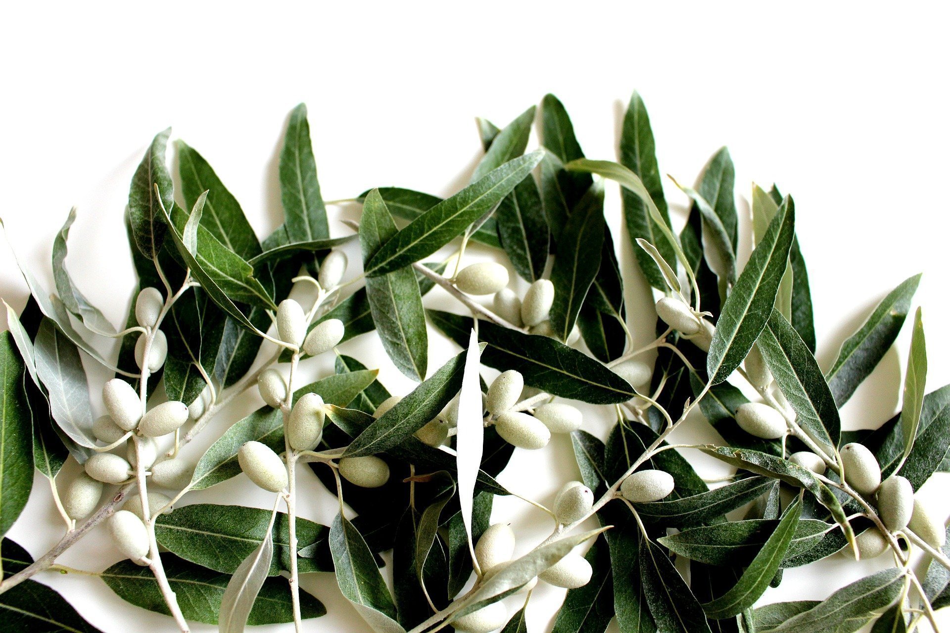 olivetree