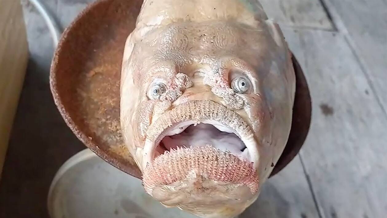 fish