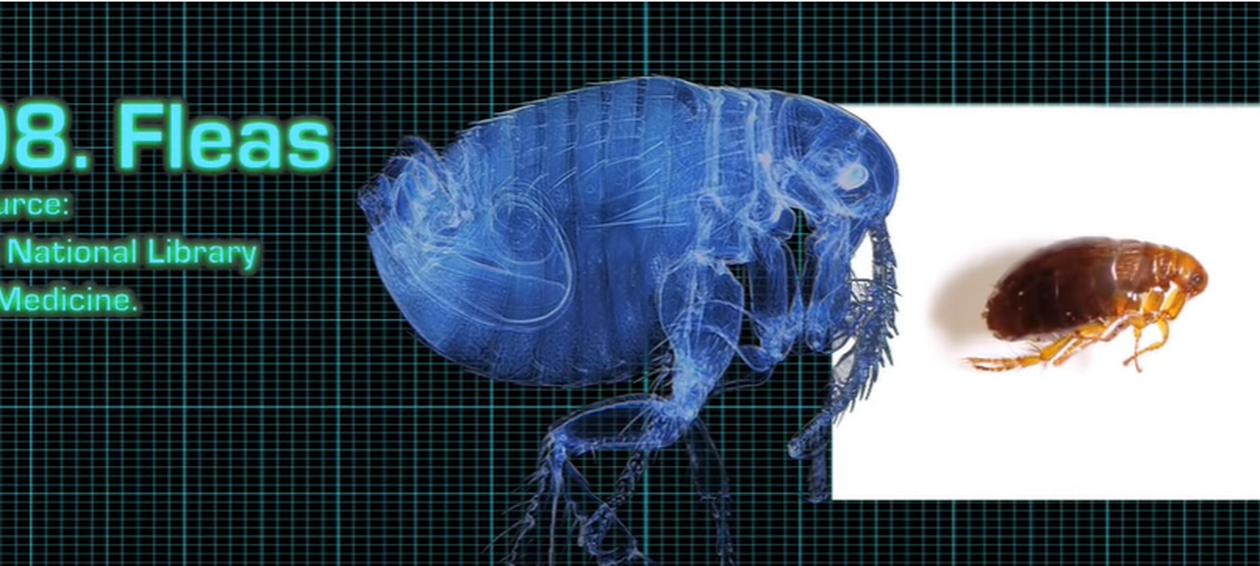 fleas