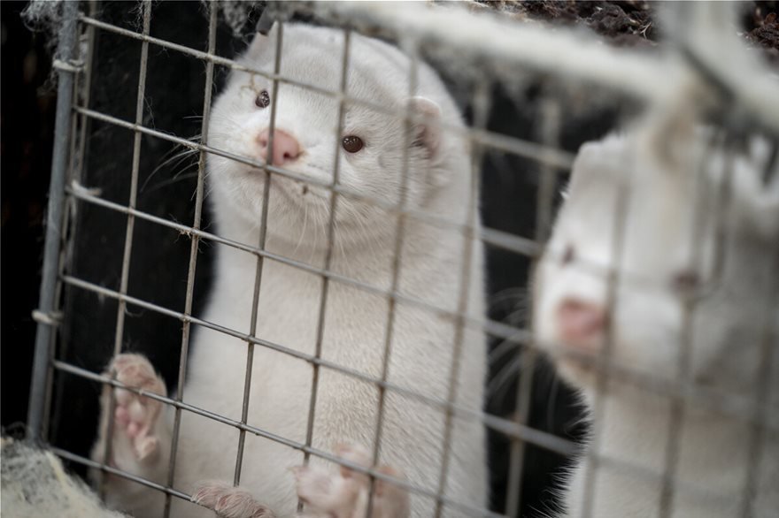mink 