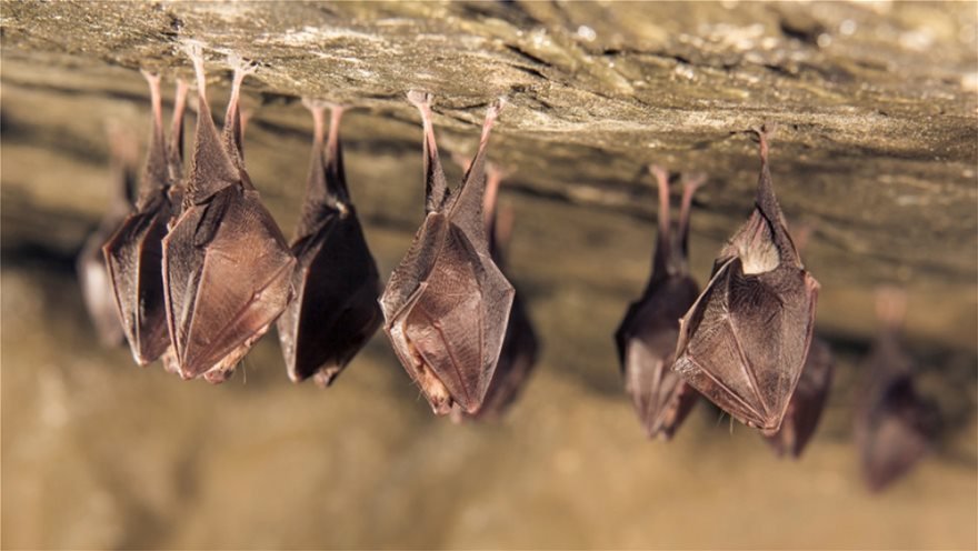 nuhterides