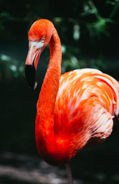 flamingo