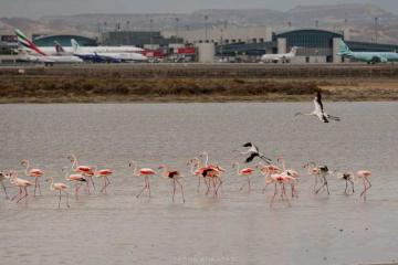flamingo