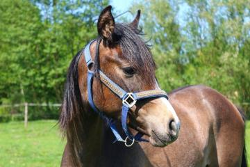 horse