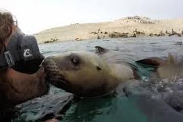 Ένα θαλάσσιο λιοντάρι φιλά έναν δύτη