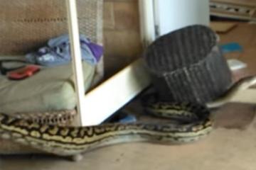 PYTHONAS