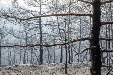 Πάνω από 500 αιτήσεις επαναδραστηριοποίησης στις πυρόπληκτες περιοχές, λέει η Υπ. Γεωργίας