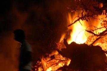 Κόβουν τα δέντρα για τις... λαμπρατζιές