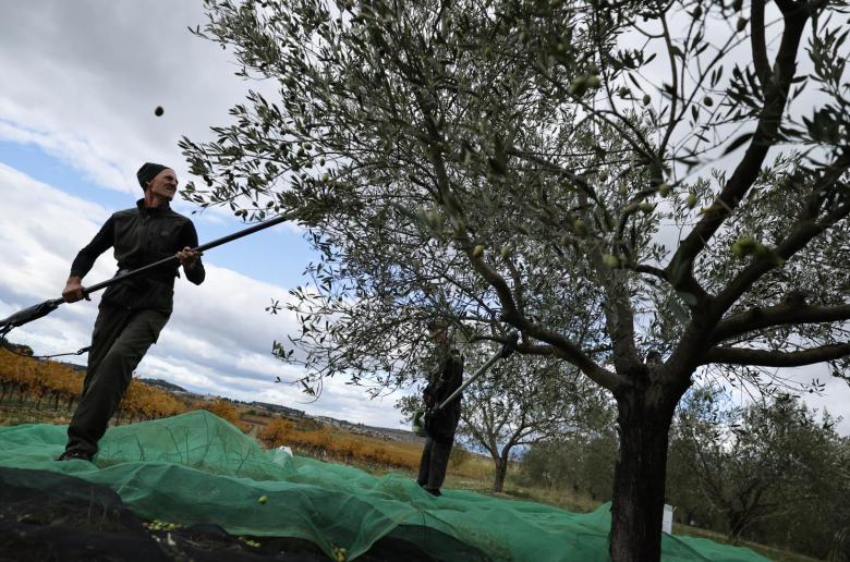 Νέες γεωγραφικές ενδείξεις από την Ελλάδα και την Ισπανία ενέκρινε η Κομισιόν