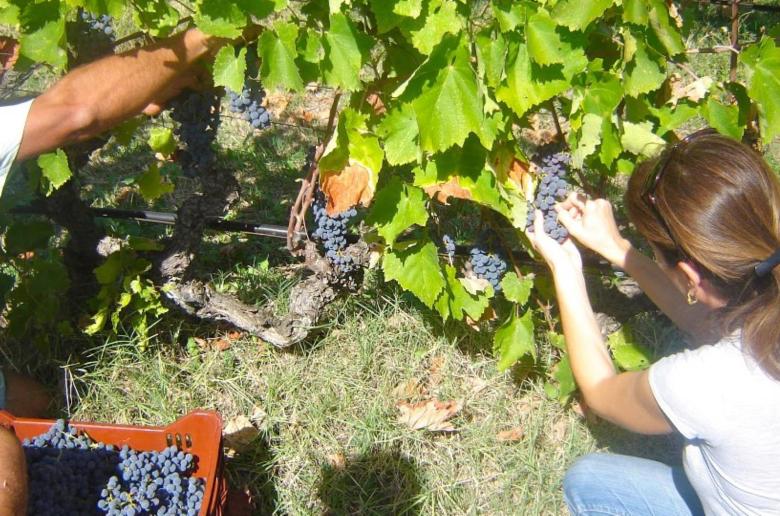«Σταγόνα στον ωκεανό» οι αποζημιώσεις για οινοποιήσιμα σταφύλια, λέει στο ΚΥΠΕ ο Μ. Ζαμπάρτας