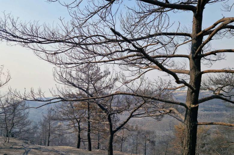 Τις σοβαρές αλυσιδωτές επιπτώσεις σε περιβάλλον, υγεία ανθρώπων και τρόφιμα από τη πυρκαγιά αναλύει στο ΚΥΠΕ ο Καθ. Δημήτρης Τσάλτας