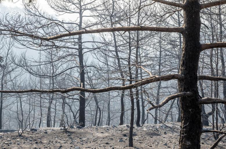 Πάνω από 500 αιτήσεις επαναδραστηριοποίησης στις πυρόπληκτες περιοχές, λέει η Υπ. Γεωργίας