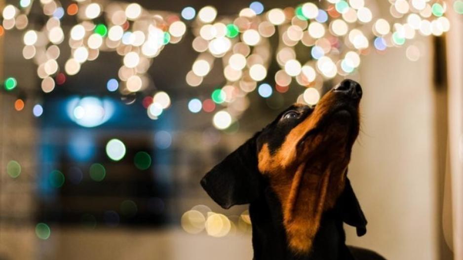 christmas skilos