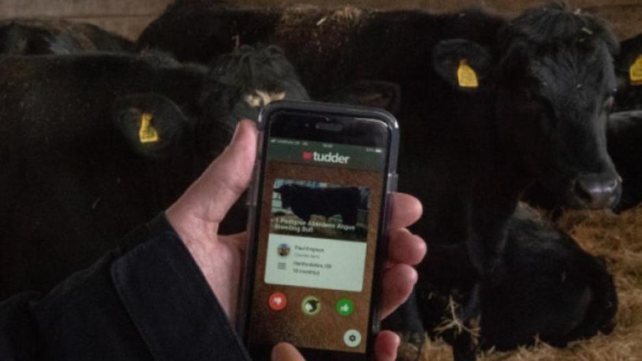 Δημιούργησαν εφαρμογή τύπου Tinder για να βοηθάει τις αγελάδες στο... ζευγάρωμα